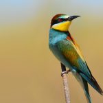 Bee-eater bird, Majjistral Park, Malta