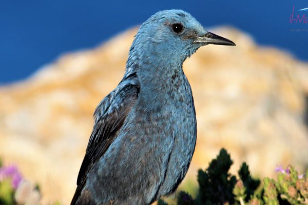 Blue Rock, national bird of Malta