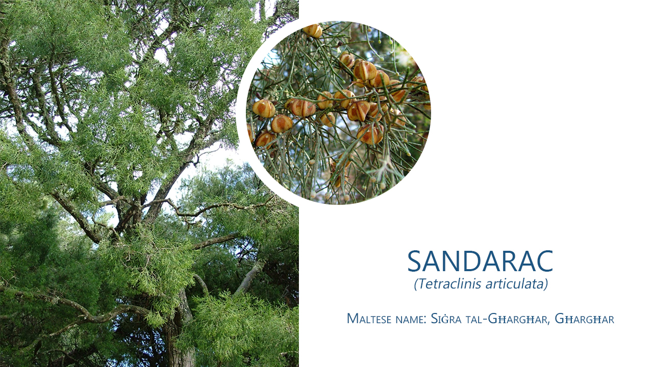 Afforestation Sandarak tree