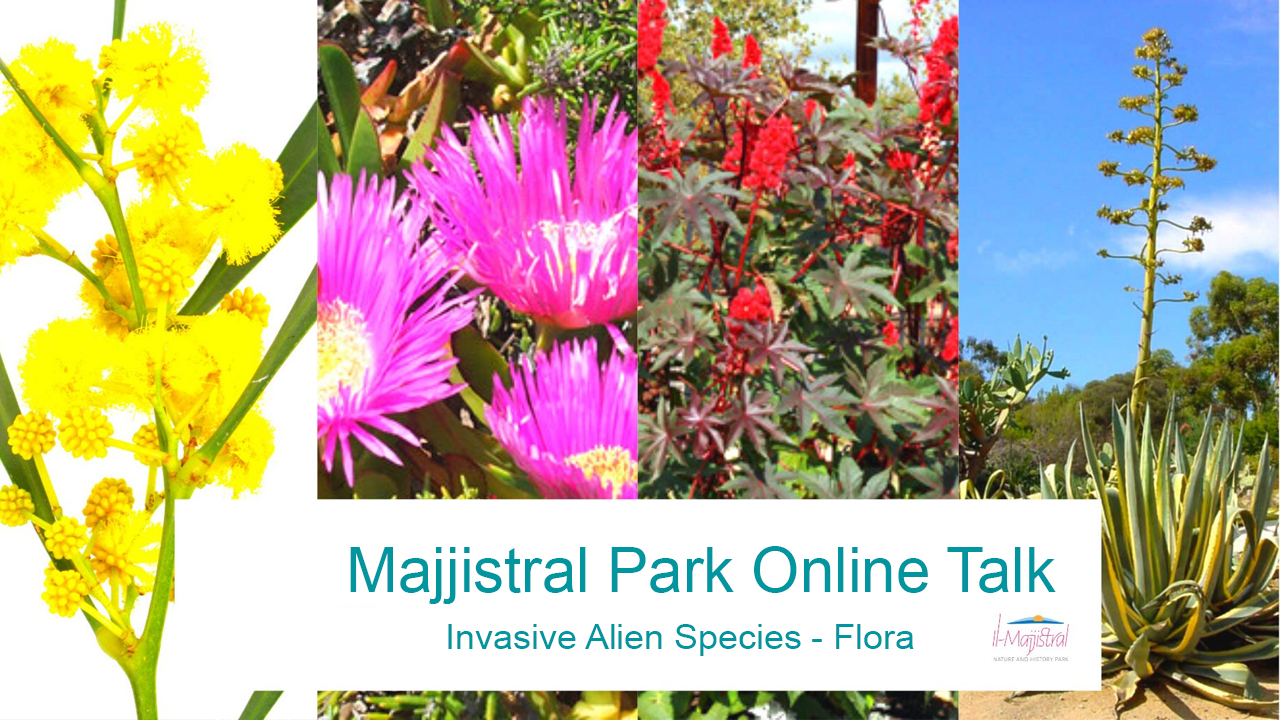 Invasive Alien Flora Species