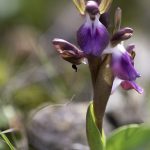 Fan Lipped Orchid (Anacamptis Collina)
