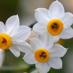 Narcis (Narcissus tazetta)