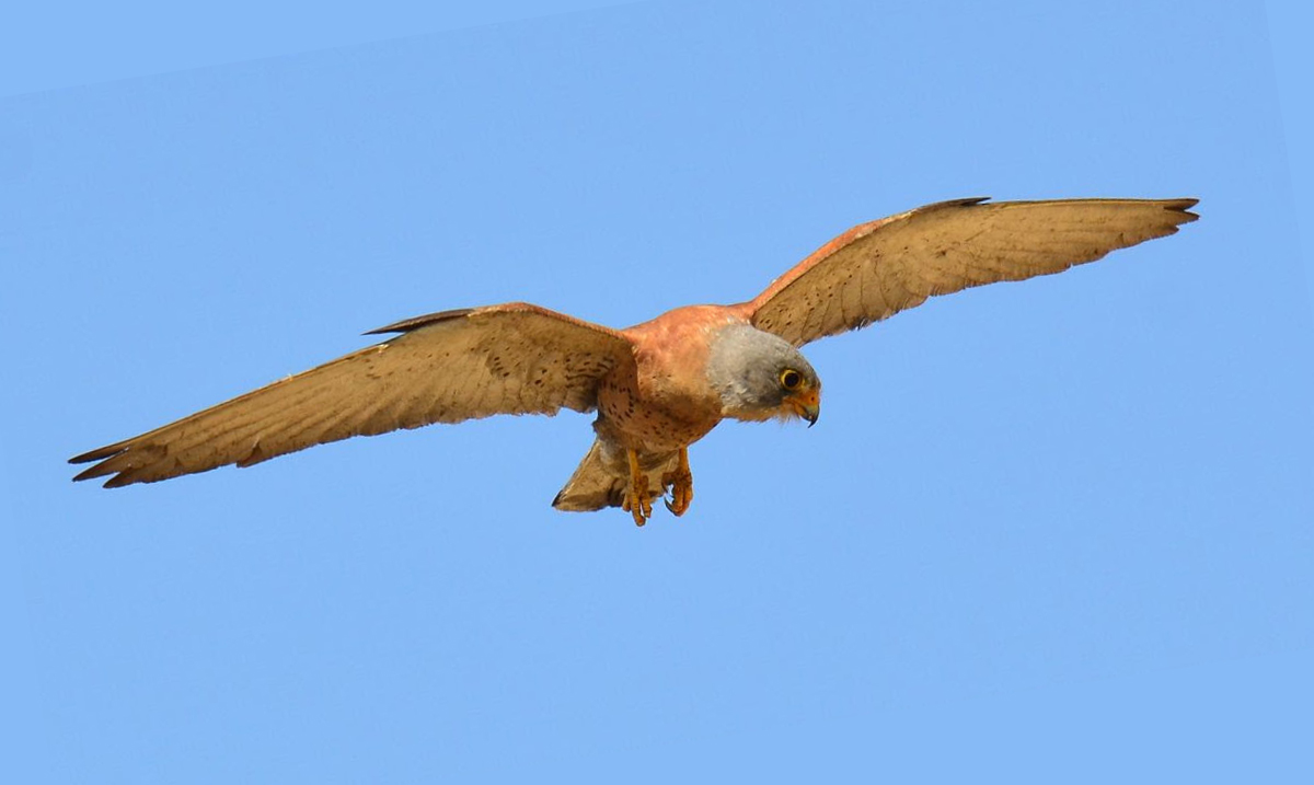 Falcon lesser kestrel