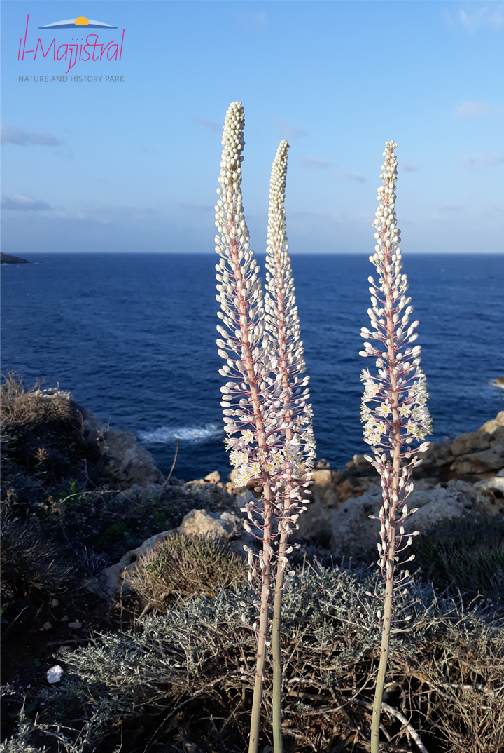 Sea-Squill