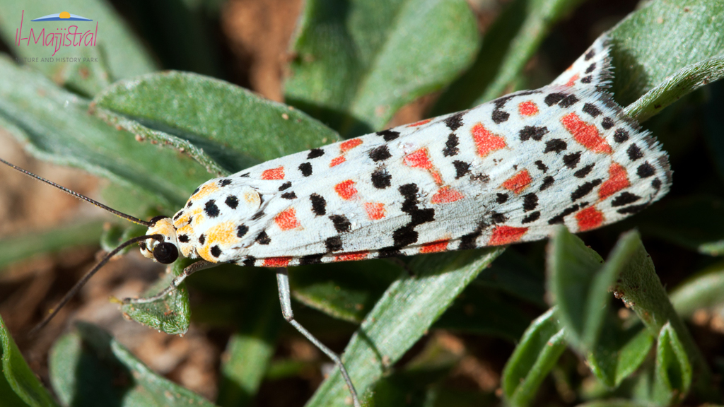 Crimson Speckled Moth